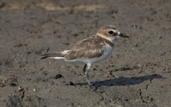 Charadrius javanicus