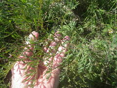 Pelargonium multiradiatum