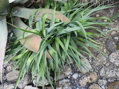 Hemiphylacus latifolius
