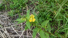 Ludwigia octovalvis