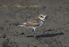 Charadrius javanicus