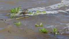 Pistia stratiotes