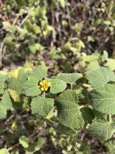 Lipochaeta subcordata · iNaturalist