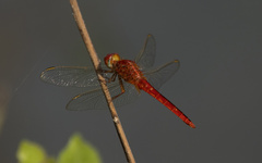 Crocothemis servilia