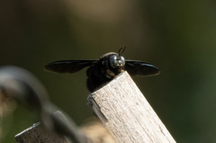 Xylocopa latipes