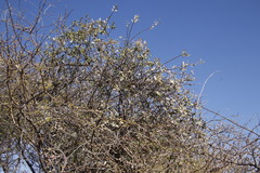 Tapinanthus