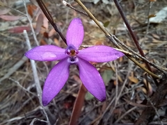 Glossodia minor