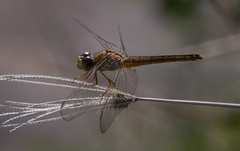 Crocothemis servilia