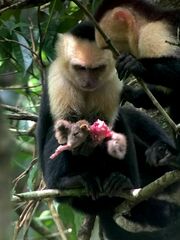 Cebus imitator