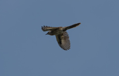 Cacomantis merulinus