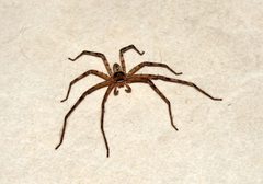 Heteropoda venatoria