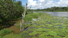 Victoria amazonica