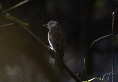 Pachycephala cinerea