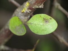 Coprosma