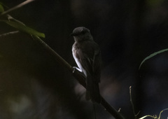 Pachycephala cinerea