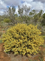 Senna artemisioides coriacea