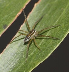 Dolomedes facetus