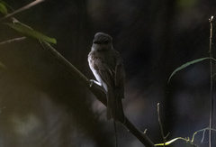 Pachycephala cinerea