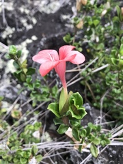 Barleria repens