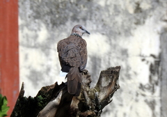 Streptopelia chinensis