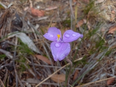 Patersonia