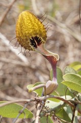Aristolochia tentaculata