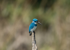 Alcedo coerulescens