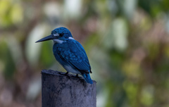 Alcedo coerulescens