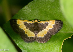 Peratophyga trigonata