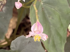 Begonia formosana
