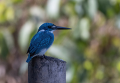 Alcedo coerulescens