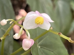 Begonia formosana