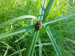 Coccinellidae