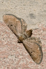 Eupithecia absinthiata