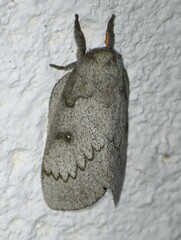 Syssphinx heiligbrodti