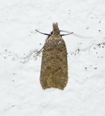 Dichomeris ventrellus