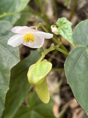 Begonia formosana