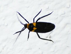 Platytylus bicinctus