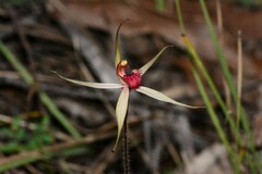 Caladenia australis