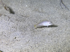 Caulolatilus princeps