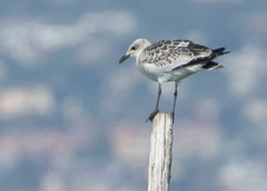 Ichthyaetus melanocephalus