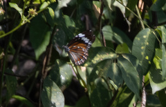 Danaus affinis