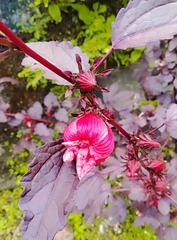 Hibiscus sabdariffa