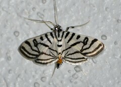 Conchylodes ovulalis