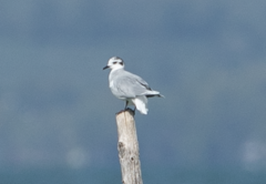 Hydrocoloeus minutus