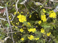 Hibbertia