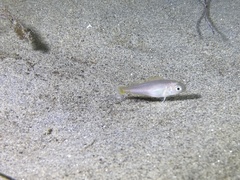 Caulolatilus princeps