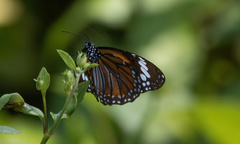 Danaus affinis