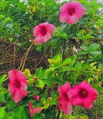 Allamanda blanchetii