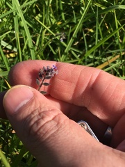 Myosotis discolor